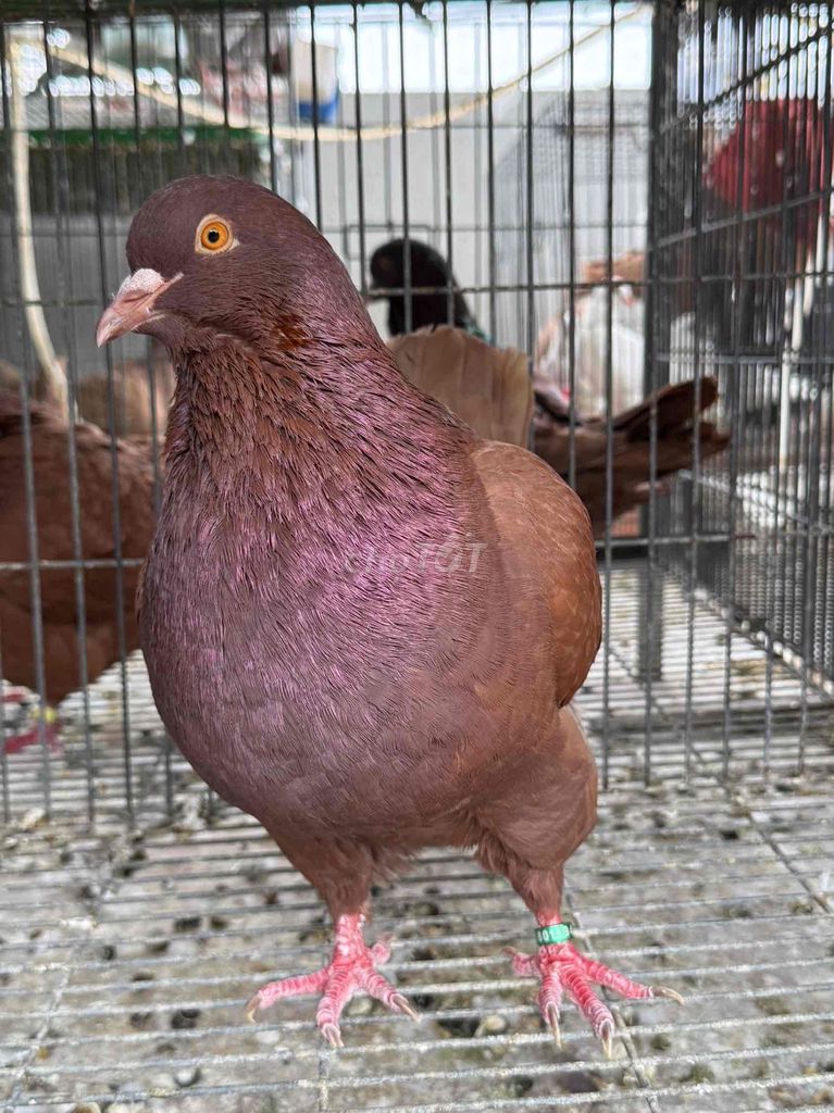Chim bồ câu titan, gà mĩ. Mua bán Chim tại Thành phố Dĩ An Bình Dương được đăng bởi Bồ câu gà mĩ thuần chủng hình 1