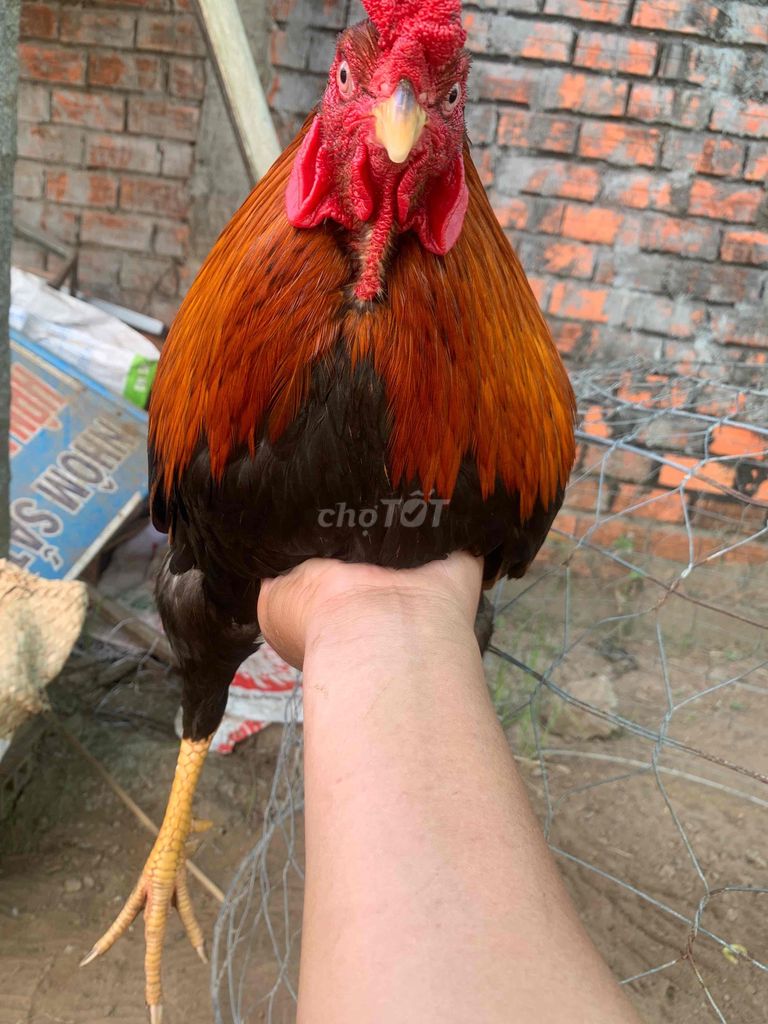 Gà chọi Đỏ đen Đực 2.9kg. Mua bán Gà tại Huyện Càng Long Trà Vinh được đăng bởi Di hình 1