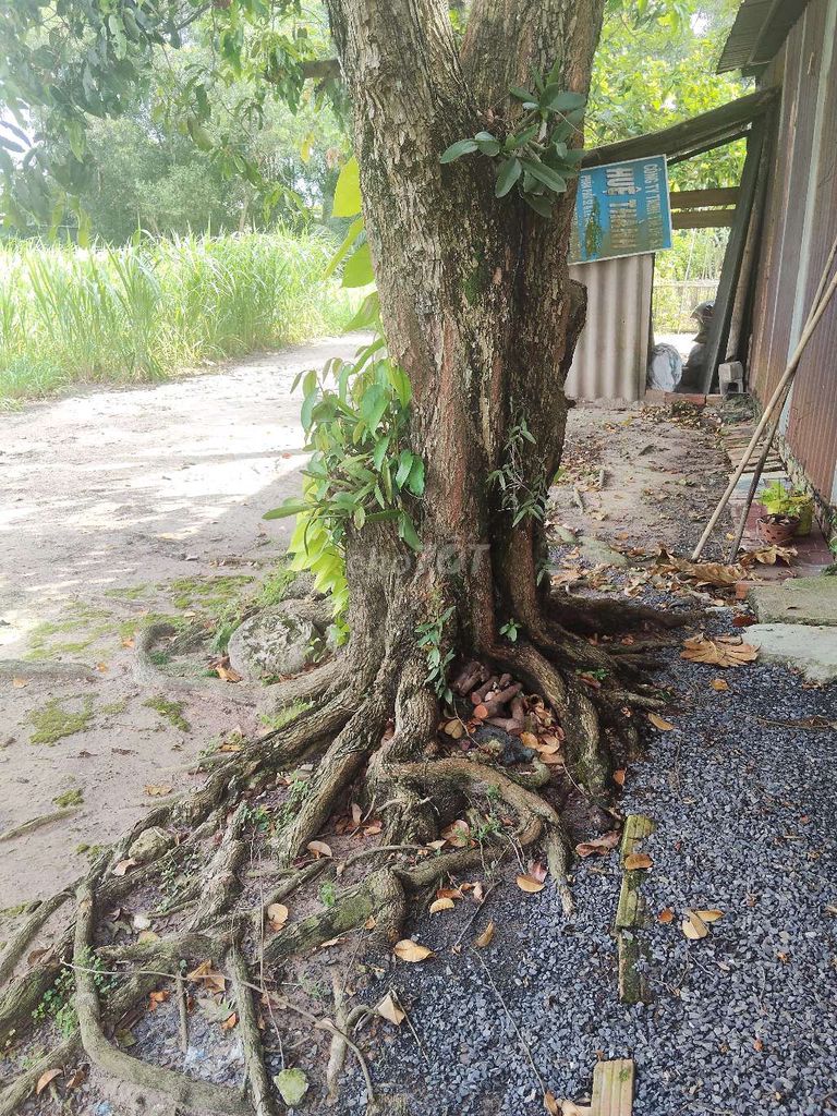Cây Vú Sữa 190cm Cổ thụ, đế đẹp. Mua bán Cây cảnh, đồ trang trí tại Huyện Củ Chi Tp Hồ Chí Minh được đăng bởi Trần Hồng Nhựt hình 1