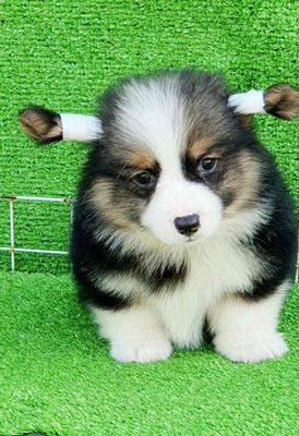 Corgi đen lông dài. Mua bán Chó tại Huyện Thanh Trì Hà Nội được đăng bởi Lê Thị Hằng