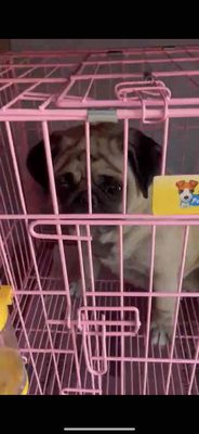 pug mặt xệ mập đẹp. Mua bán Chó tại Quận Cẩm Lệ Đà Nẵng được đăng bởi Nguyễn Hữu Anh Vũ