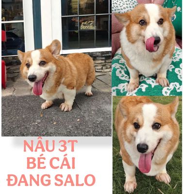 Cần tìm nhà mới cho 4 bé corgi cái