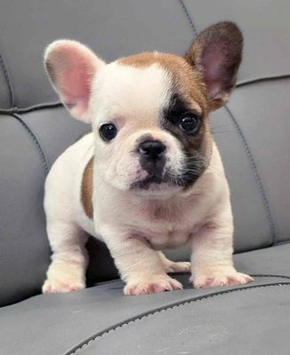 bull bò vàng short đẹp thuần chủng