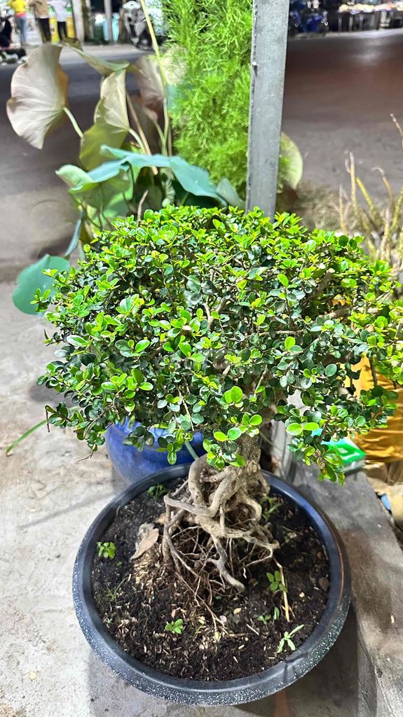 Sam núi trái Thuần chậu. Mua bán Cây cảnh, đồ trang trí tại Huyện Củ Chi Tp Hồ Chí Minh được đăng bởi tung hình 1