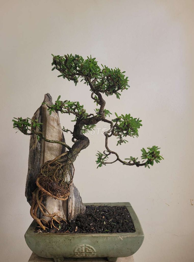 Bonsai Linh Sam
- Chậu chữ nhật 20×30 cm