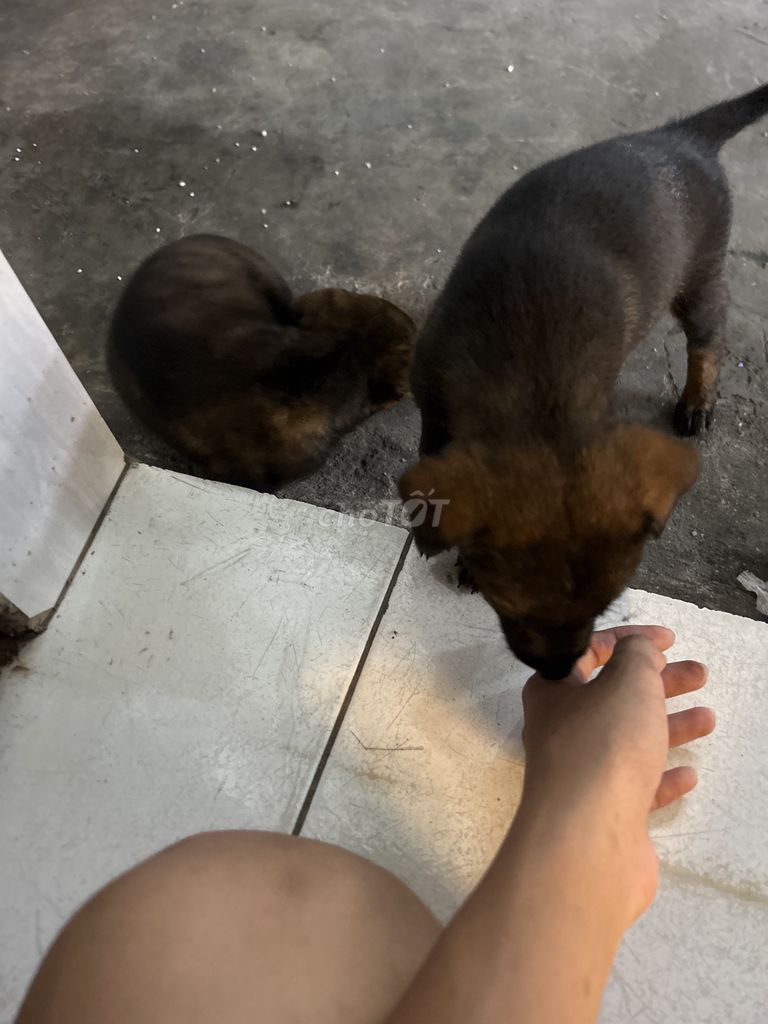 bán chó con cỏ 300k 2bé ạ. Mua bán Chó tại Quận Bình Tân Tp Hồ Chí Minh được đăng bởi 31 Võ minh thiên phúc-lớp 6/8 hình 1