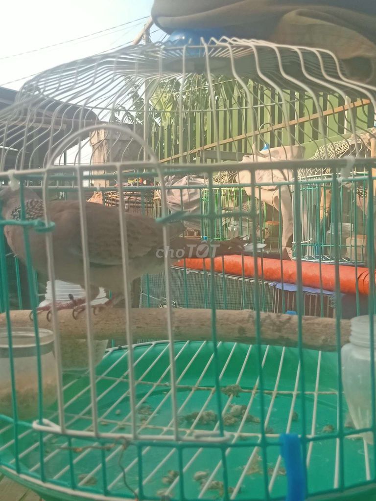 cu mái lai . Mua bán Chim tại Thành phố Long Khánh Đồng Nai được đăng bởi cu gáy mai lai sinh sản Đồng nai  hình 1