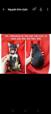 CHIHUAHUA LAI socola bò sữa trắng đen. Mua bán Chó tại Huyện Hóc Môn Tp Hồ Chí Minh được đăng bởi fb NH Táo bán điện thoại và chó mèo có ship