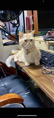 Mèo ba tư chân lùn-bụng phệ. Mua bán Mèo tại Huyện Bình Chánh Tp Hồ Chí Minh được đăng bởi Tackle Huynhlekim