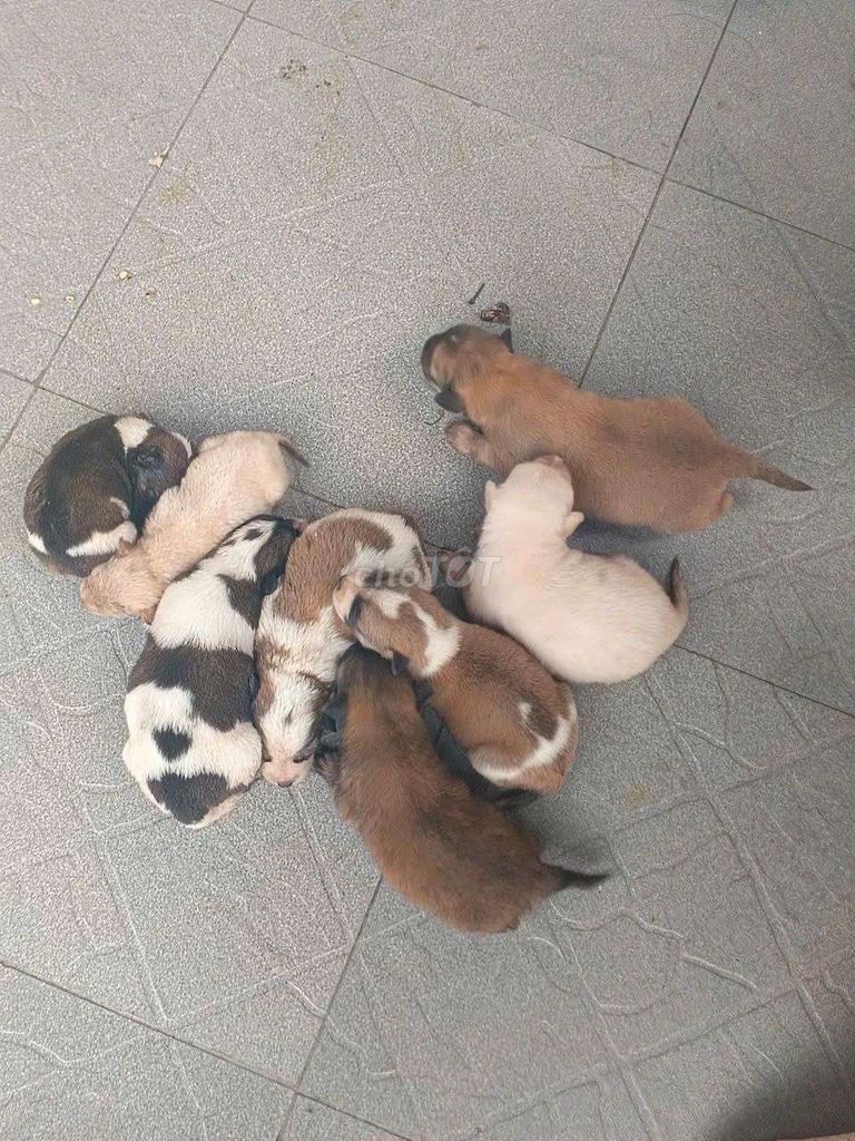 Chó cỏ bầy 8 con. Mua bán Chó tại Thành phố Thuận An Bình Dương được đăng bởi cô Hiền hình 1