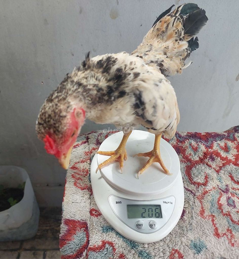 Gà Tre Bắc Cộc Chuối Bông trống 4 tháng. Mua bán Gà tại Quận 11 Tp Hồ Chí Minh được đăng bởi thiên  hình 1