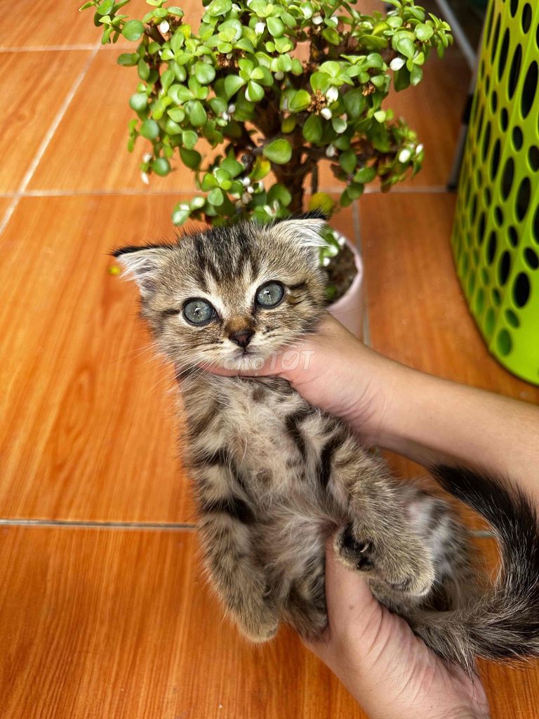 Mèo anh lông ngắn brown tabby. Mua bán Mèo tại Quận 7 Tp Hồ Chí Minh được đăng bởi Huỳnh Bá Luân hình 1