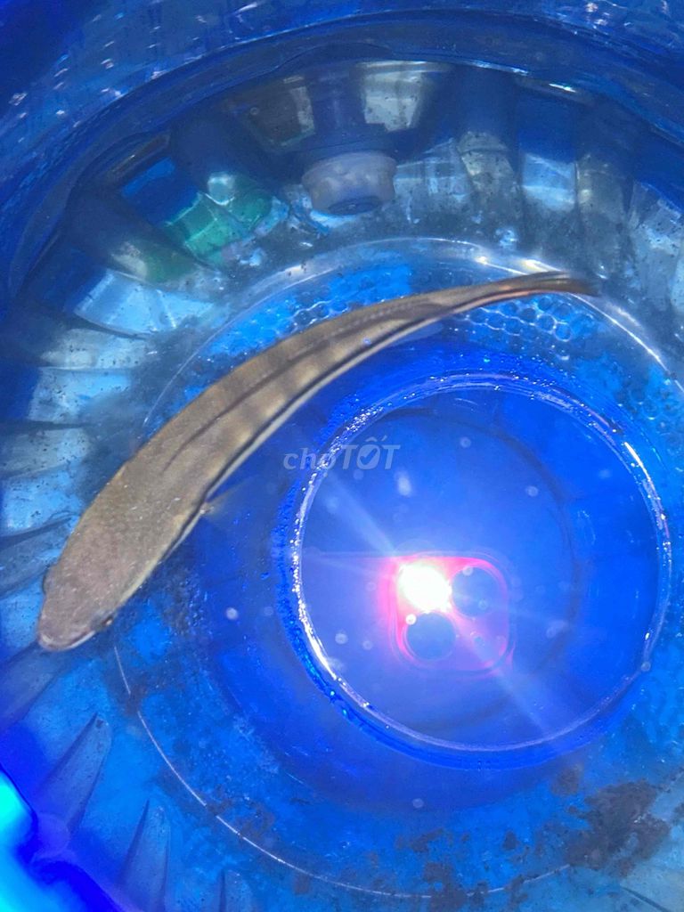 Cá Lóc Bông size 16cm. Mua bán Thú cưng khác tại Huyện Bình Chánh Tp Hồ Chí Minh được đăng bởi Grab hình 1