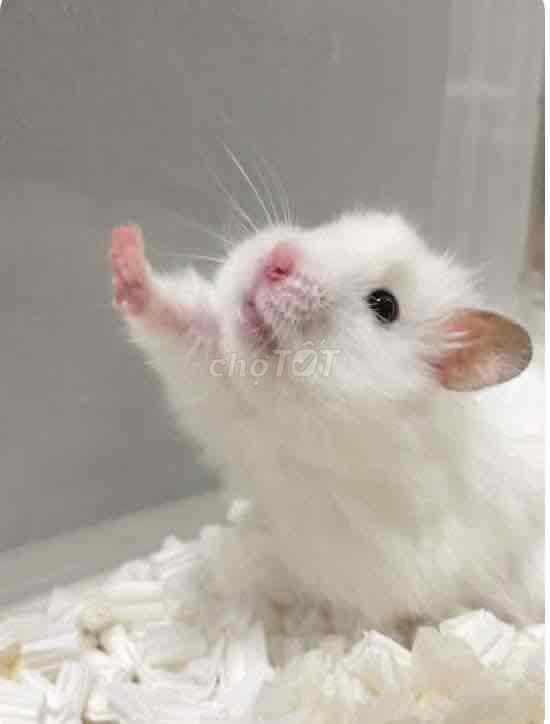 Hamster bear đực. Mua bán Thú cưng khác tại Quận Gò Vấp Tp Hồ Chí Minh được đăng bởi Hamusuta  hình 1