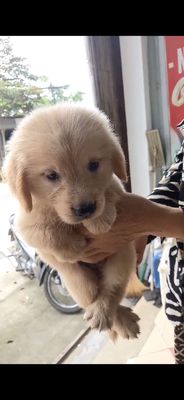 Chó Golden Retriever đã tiêm vắc-xin