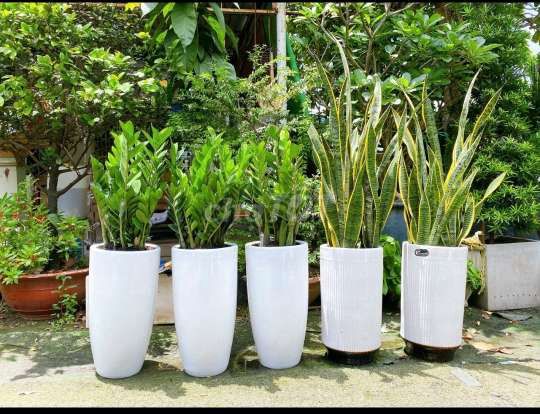 Cây và chậu đẹp, trưng trong nhà. Mua bán Cây cảnh, đồ trang trí tại Quận Gò Vấp Tp Hồ Chí Minh được đăng bởi Tô Kem  hình 2