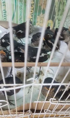 Chòe than trống non bộ bự Tây Bắc. Mua bán Chim tại Quận 10 Tp Hồ Chí Minh được đăng bởi Long