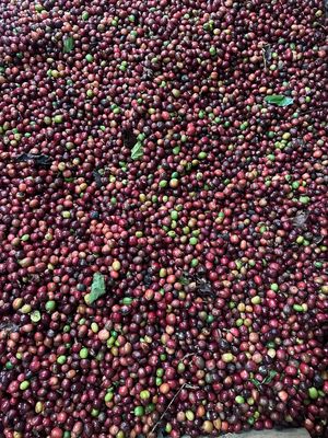 Cà phê chồn thô nguyên chất. Mua bán Đồ ăn, thực phẩm và các loại khác tại Quận Bình Thạnh Tp Hồ Chí Minh được đăng bởi Trang Thuy