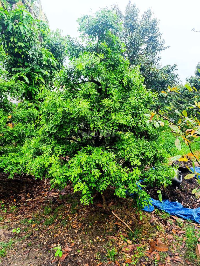 Cây Nguyệt quế cao 3m rộng 1.6m. Mua bán Cây cảnh, đồ trang trí tại Huyện Cái Bè Tiền Giang được đăng bởi Nguyễn Thảo hình 1