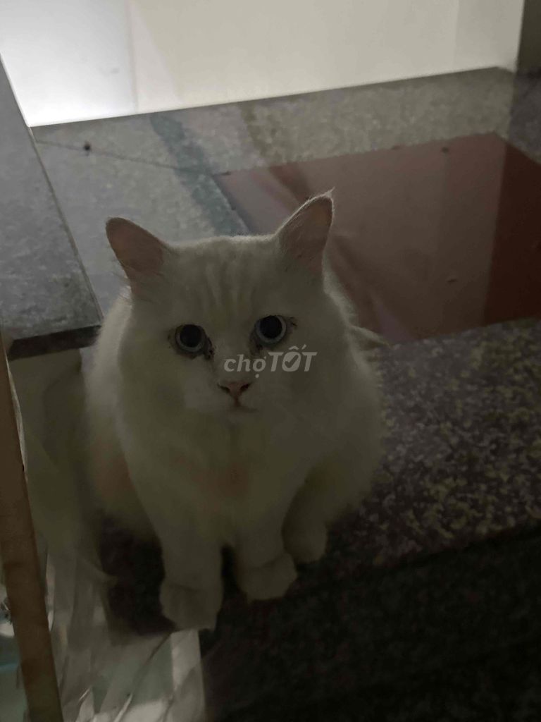 Mèo Anh lông dài đực 2.5 tuổi, Trắng. Mua bán Mèo tại Quận Bình Tân Tp Hồ Chí Minh được đăng bởi hau hình 1