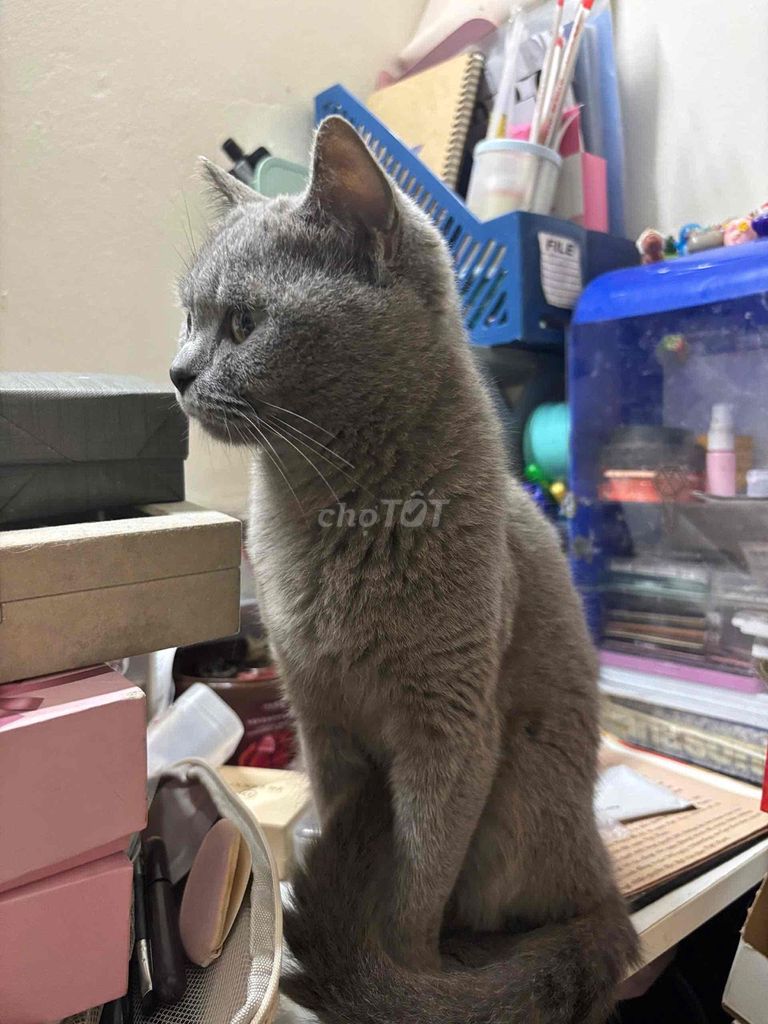 Mèo Aln cái 2 tuổi đã tiêm. Mua bán Mèo tại Quận Đống Đa Hà Nội được đăng bởi Phú Trương hình 1