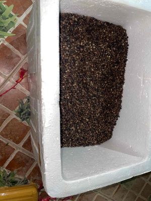 Hạt tiêu lâm đồng. Mua bán Đồ ăn, thực phẩm và các loại khác tại Quận Hai Bà Trưng Hà Nội được đăng bởi Hoàng Việt