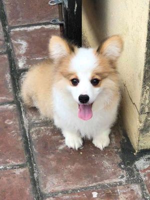 Corgi siêu xinh