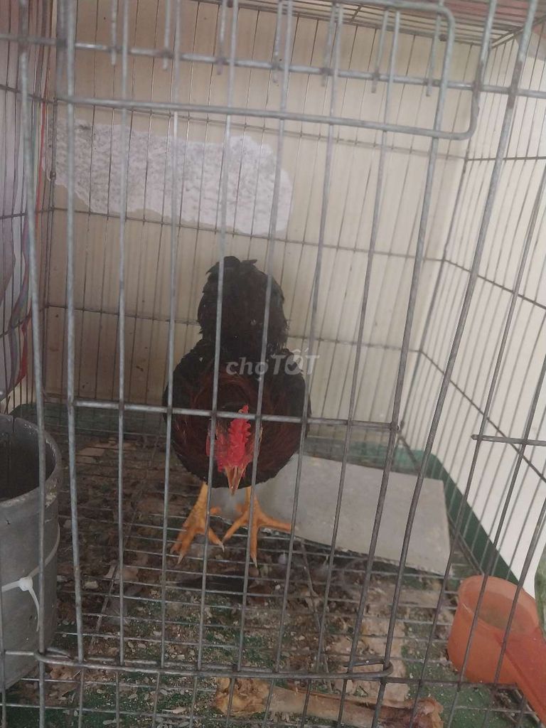 Gà Bắc Cộc trống 4 tháng. Mua bán Gà tại Thị xã Tân Uyên Bình Dương được đăng bởi Lượng Nguyễn hình 1