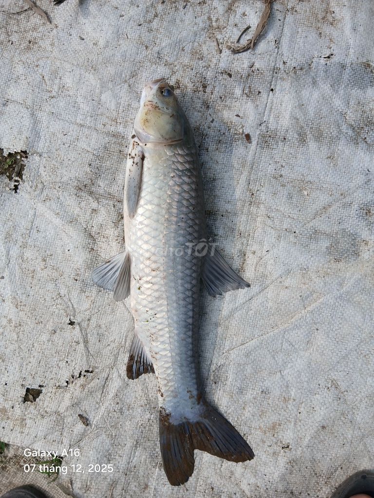 Cá cảnh Bạc khỏe mạnh. Mua bán Thú cưng khác tại Huyện An Dương Hải Phòng được đăng bởi Hung Nguyen hình 1