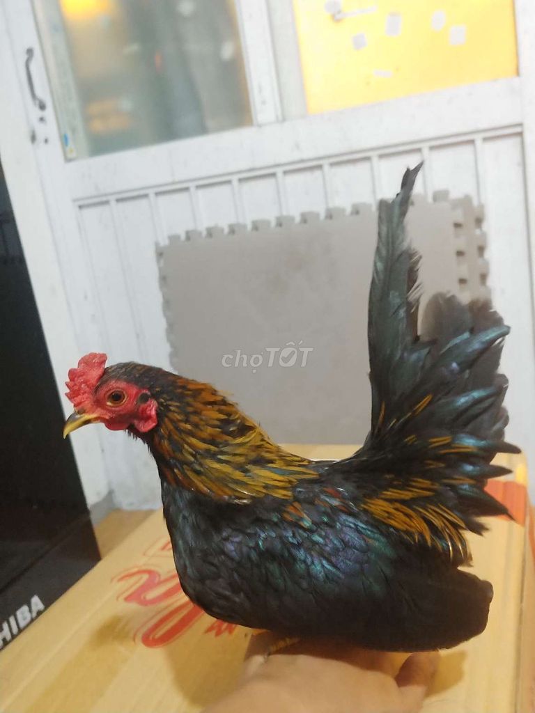 Gà tre trống 4 tháng tuổi. Mua bán Gà tại Quận Hai Bà Trưng Hà Nội được đăng bởi Việt anh hình 1