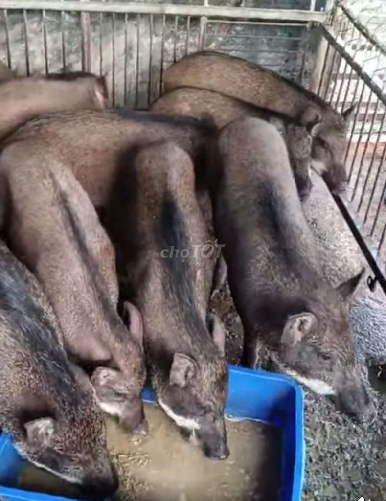 Heo lai r 20kg đến 40kg  bao lạc giá 130k 1kg❤️❤️