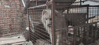 Tìm nhà mới cho e Alaska