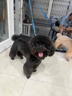 poodle xám