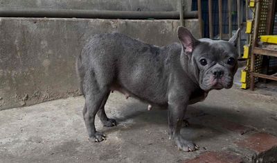 Bull pháp cái Blue