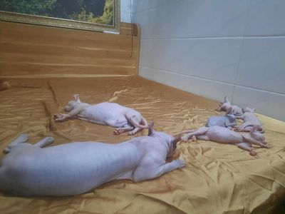 Mèo Sphynx Hồng nhạt không lông