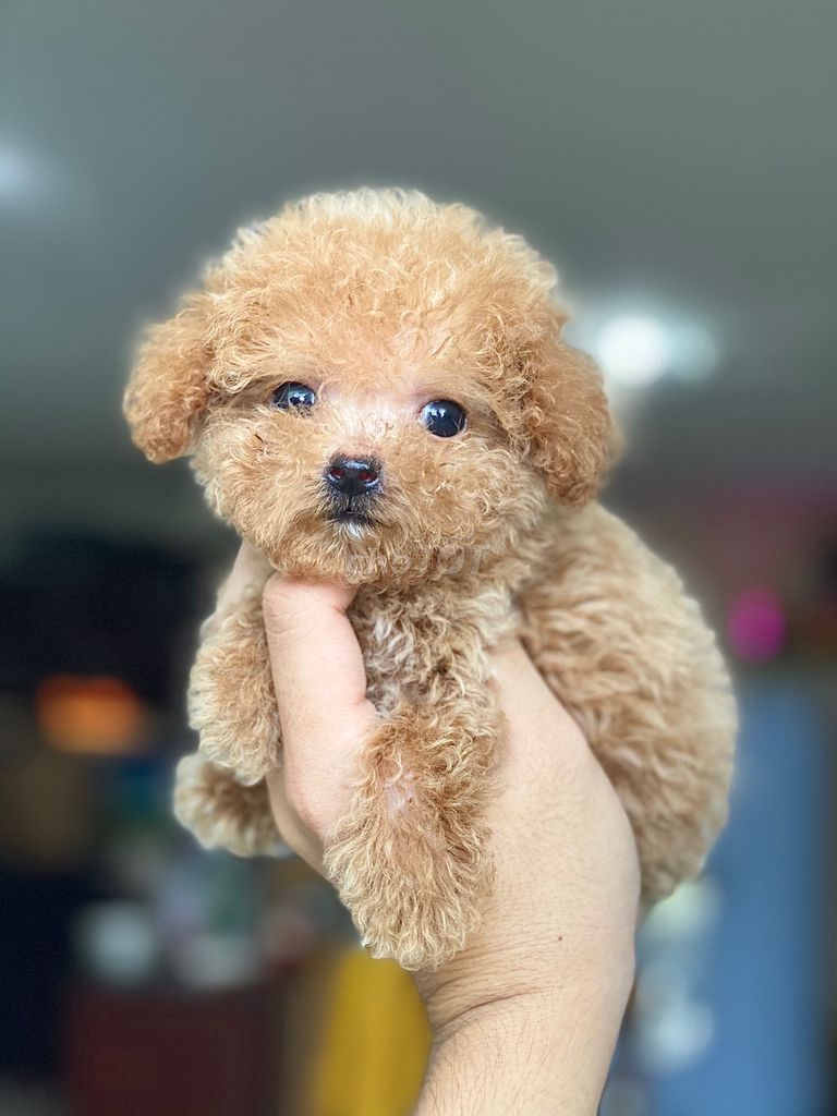 0944233449 - Poodle Teacup - Vàng Mơ - Size cực nhỏ