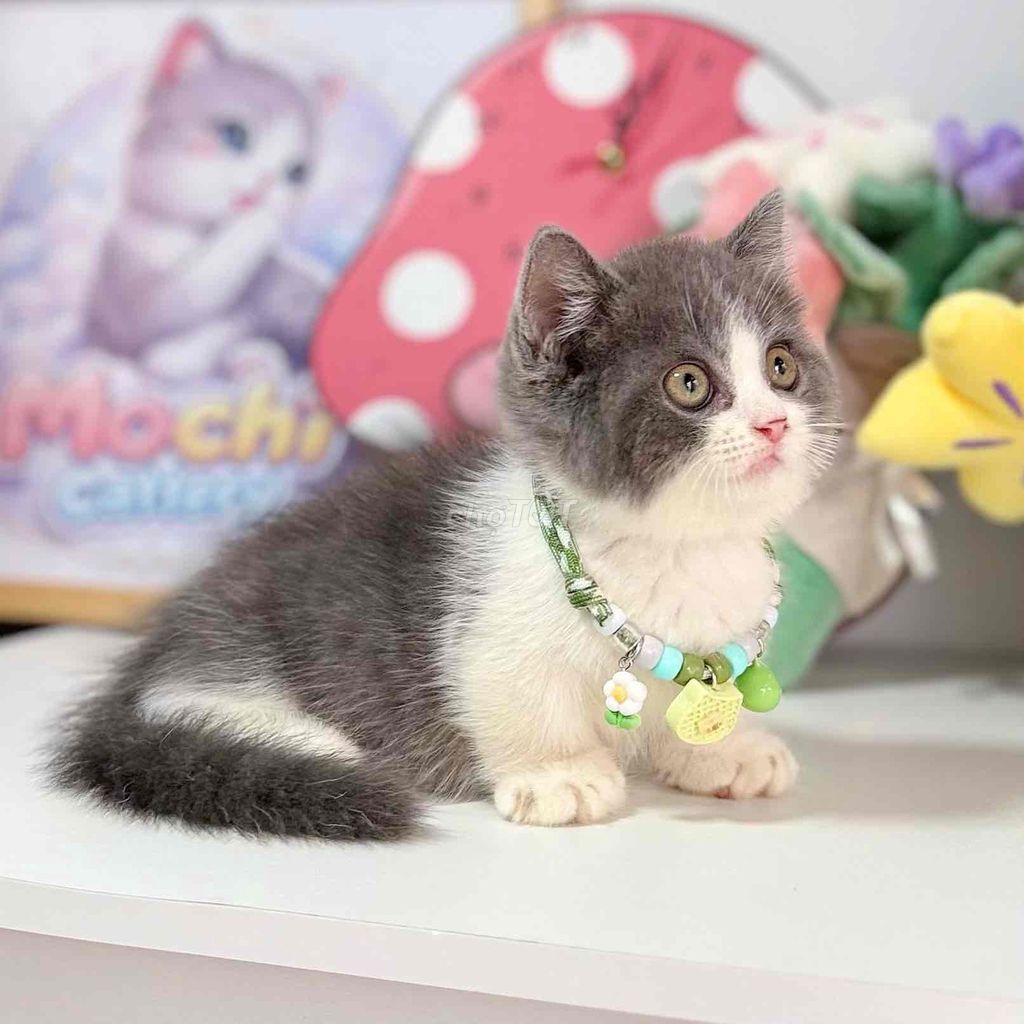 Mèo Anh Bicolor chân ngắn. Mua bán Mèo tại Thành phố Thủ Đức Tp Hồ Chí Minh được đăng bởi Mochi  hình 1