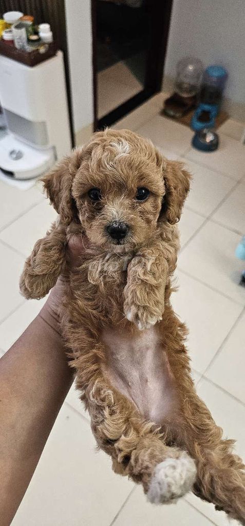 Chó Poodle cái 2 tháng tuổi. Mua bán Chó tại Quận Bình Tân Tp Hồ Chí Minh được đăng bởi BaoCR hình 1