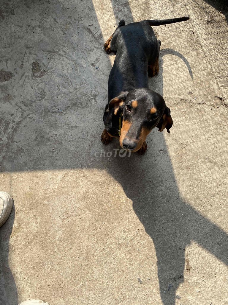 Chó Lạp xưởng đực 7 tháng. Mua bán Chó tại Thành phố Biên Hòa Đồng Nai được đăng bởi Lê Lâm Ngọc Nữ Thanh Trà  hình 1