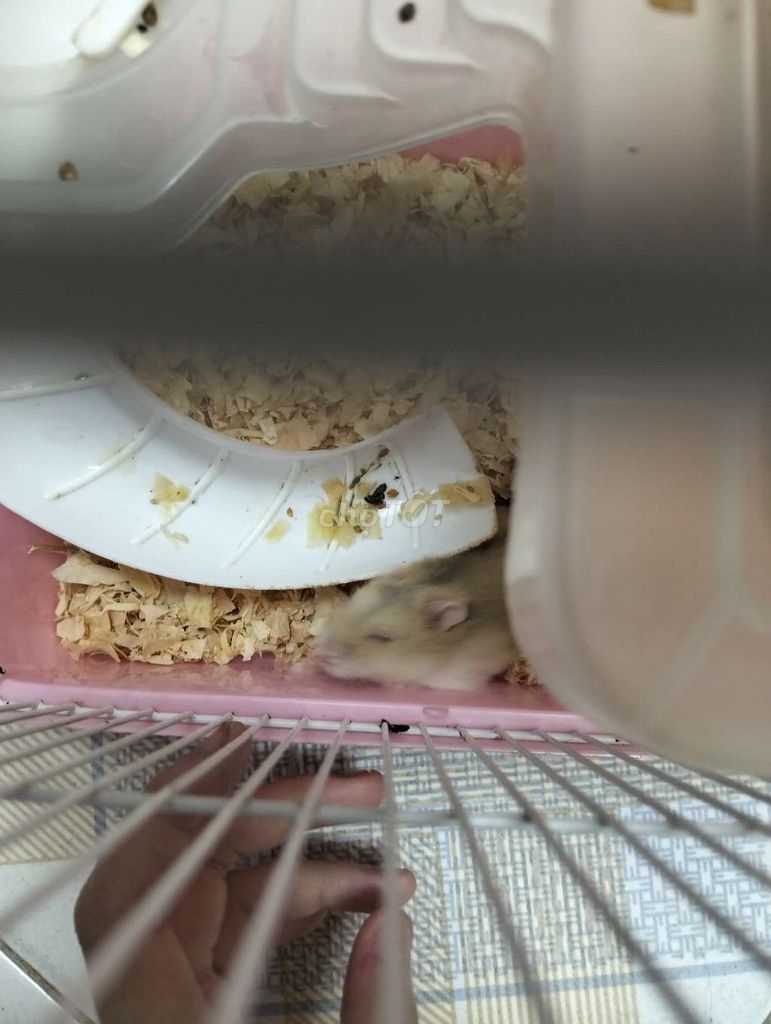 Chuột Hamster Trắng Nâu 3 bé Hiền lành. Mua bán Thú cưng khác tại Quận Đống Đa Hà Nội được đăng bởi Bảo Yến  hình 1