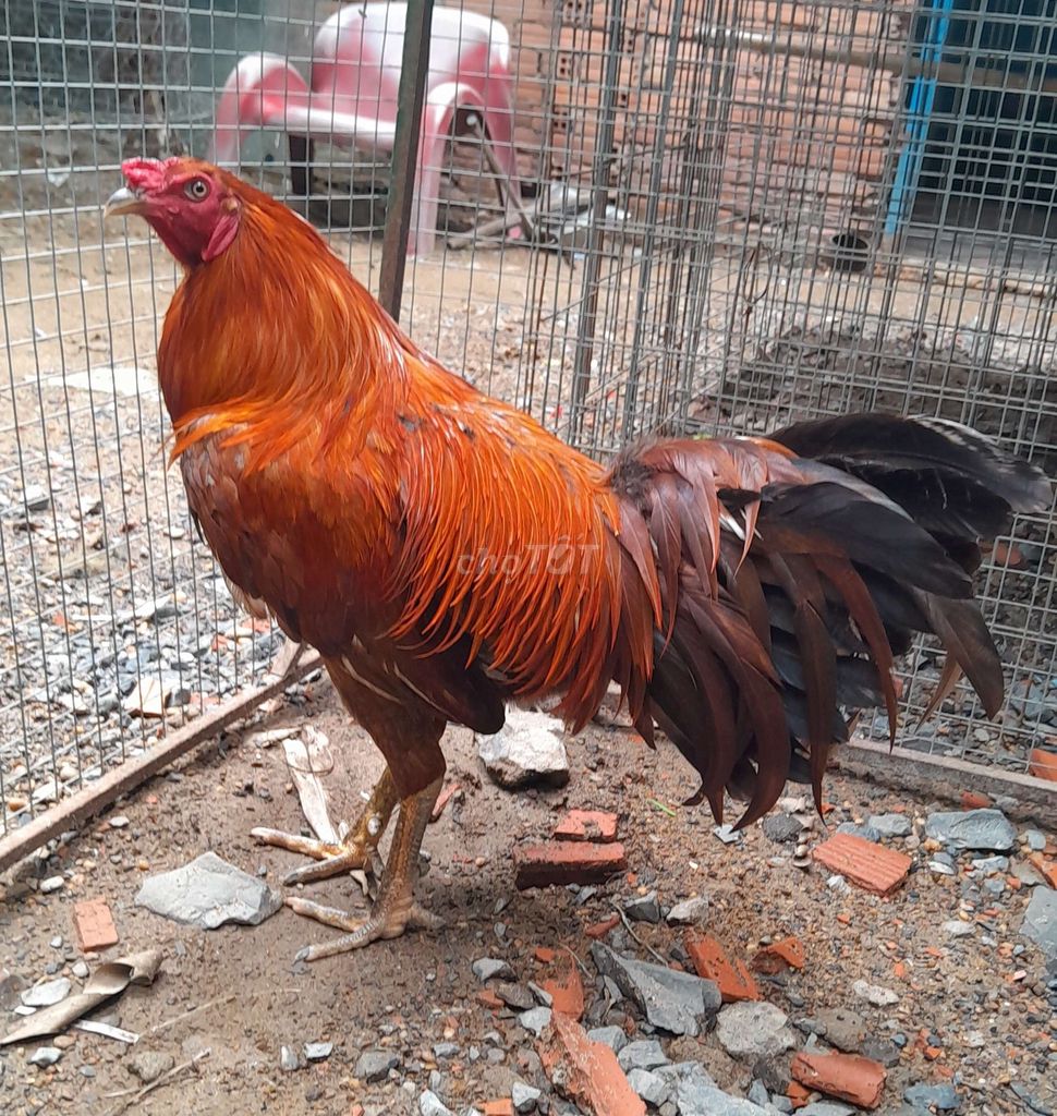 Gà peru Mỹ Việt2k8 trạng 3kg đâm lông chuyền. Mua bán Gà tại Thành phố Thủ Đức Tp Hồ Chí Minh được đăng bởi Trọng Hoàng Kê hình 1