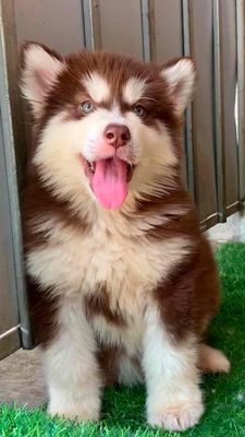 mới nhận việc k có thơi gian cân tìm sen moi
