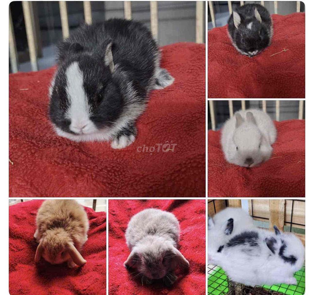 Thỏ cảnh baby. Mua bán Thú cưng khác tại Quận Bình Tân Tp Hồ Chí Minh được đăng bởi gia kỳ hình 1