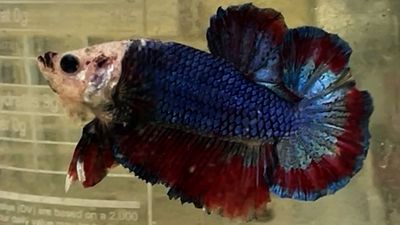 blue koi. Mua bán Thú cưng khác tại Quận Bình Thạnh Tp Hồ Chí Minh được đăng bởi Nguyễn Trung Hiếu