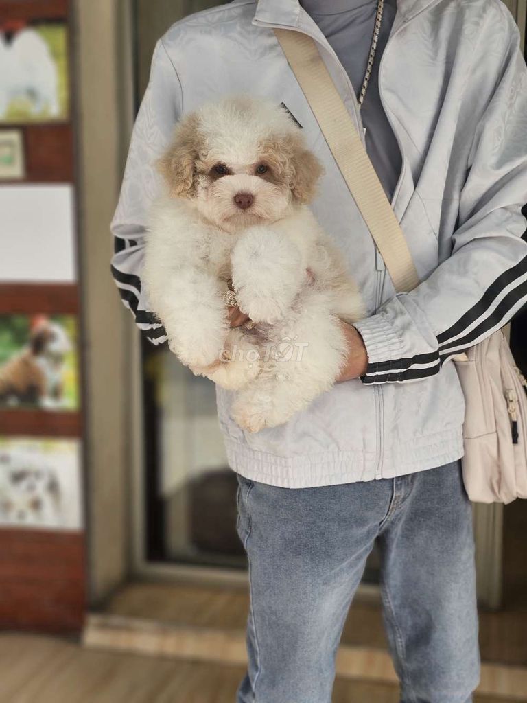 Chó Poodle thuần chủng. Mua bán Chó tại Thành phố Thanh Hóa Thanh Hóa được đăng bởi Hải Dương hình 1