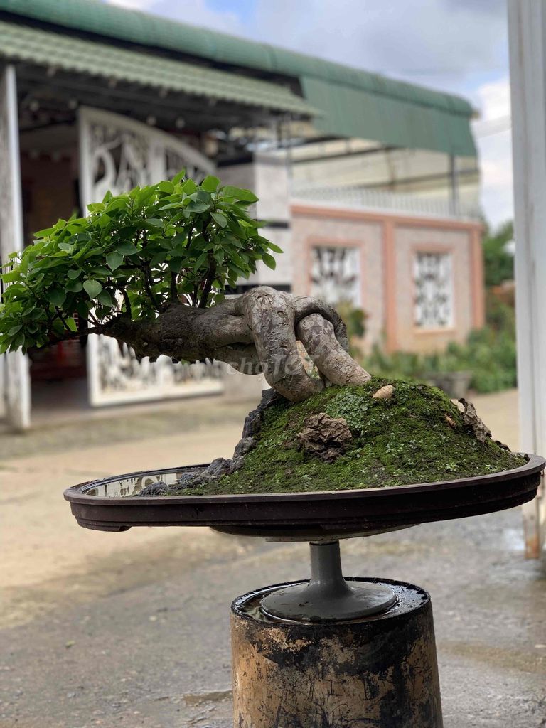 Hoa giấy mĩ bonsai. Mua bán Cây cảnh, đồ trang trí tại Huyện Đức Trọng Lâm Đồng được đăng bởi Lê Mạnh Quỳnh hình 1