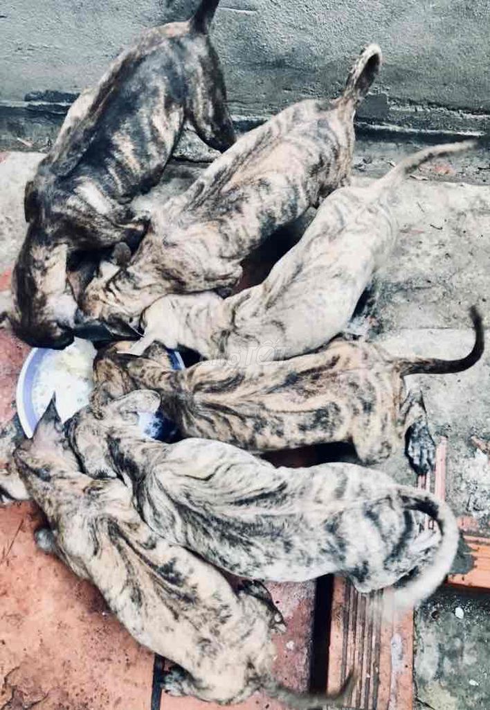 Chó Phú Quốc Vện cọp Lưỡi đen. Mua bán Chó tại Huyện Chợ Mới An Giang được đăng bởi Tân Phước hình 1