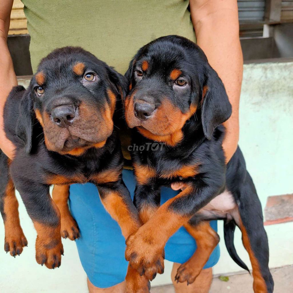 Chó Rottweiler Becgie Malinois làm giống