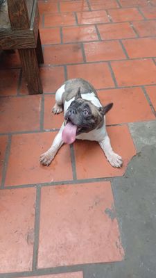 Bull Pháp cái trưởng thành