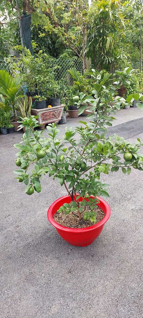 Cây Chanh Tứ Quý 1m-1m3 Siêu Trái. Mua bán Cây cảnh, đồ trang trí tại Quận Gò Vấp Tp Hồ Chí Minh được đăng bởi  Hoa Kiểng nhà  TTô KKem hình 1